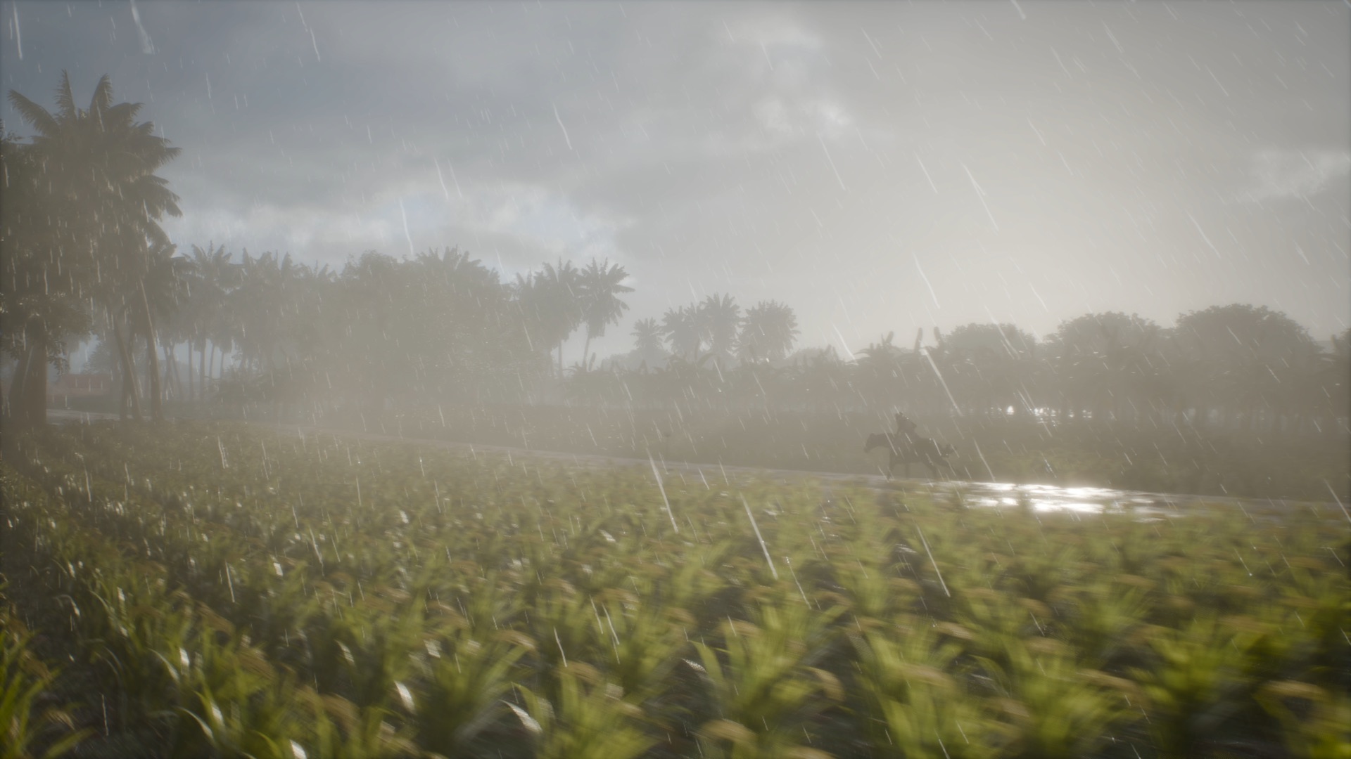 Monsoon rain sweeping across the Kaveri fields