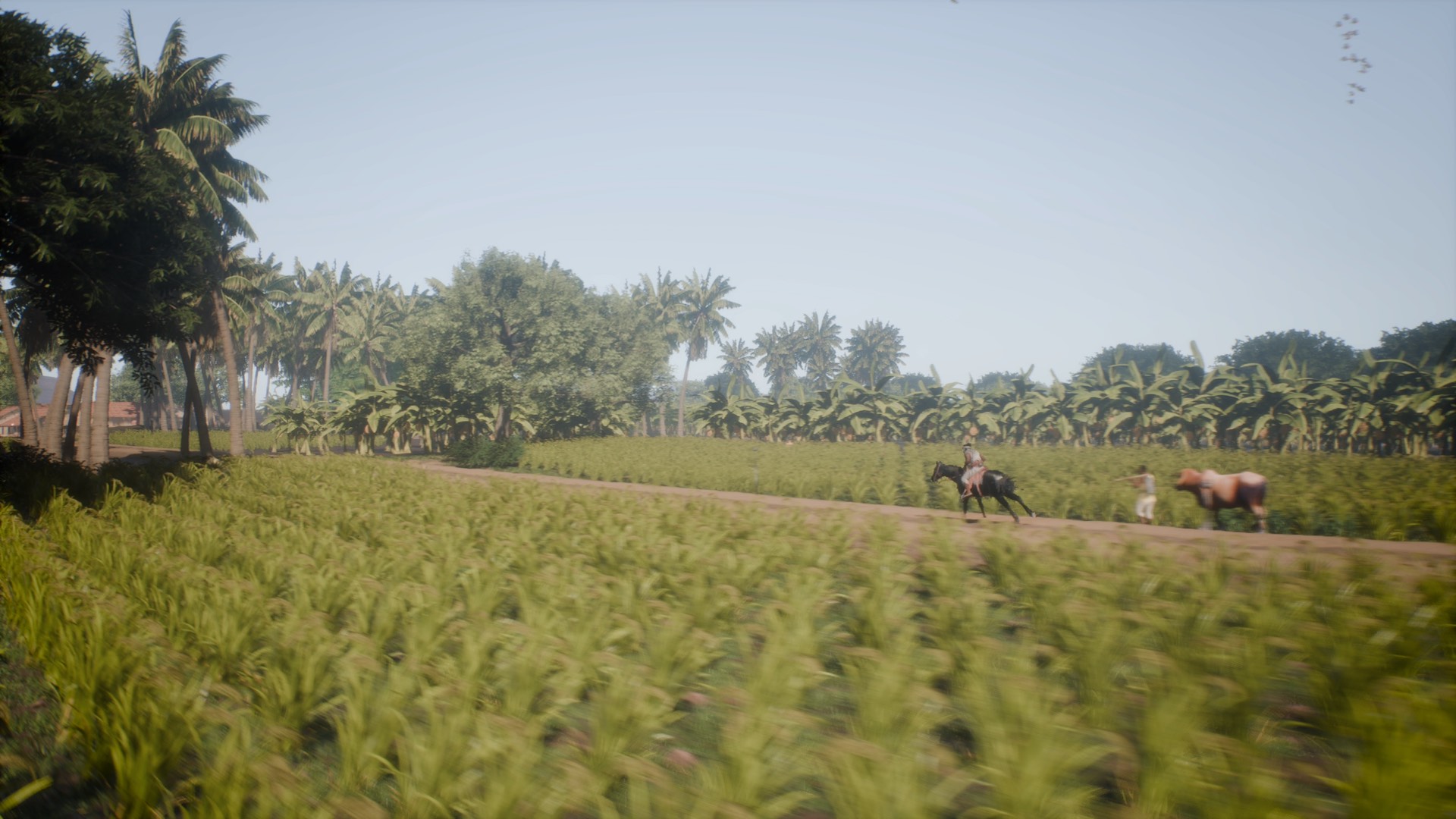 Riding hard through the plantations